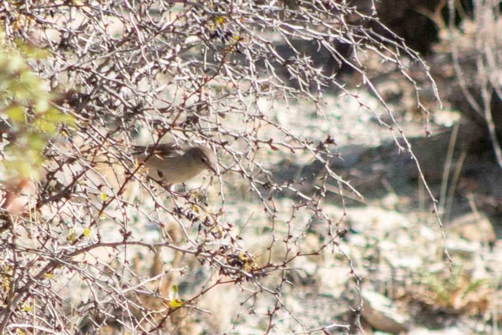 Garden Warbler